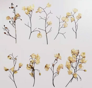 30 бр. Пресовани сушени цветя Sterculia nobilis с дръжка за дизайн на ноктите, златар запомнете, калъф за телефон, допълващи билет за 